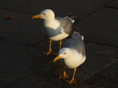 Larus michahellis