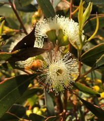 Eucalyptus incrassata