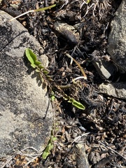 Sonchus novae-zelandiae