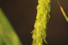 Malaxis macrostachya