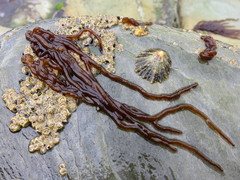 Nemalion elminthoides