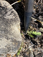 Sonchus novae-zelandiae
