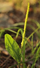 Malaxis macrostachya