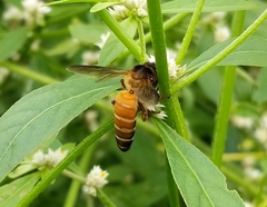 Apis dorsata