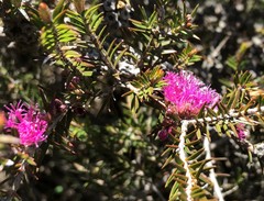 Melaleuca wilsonii