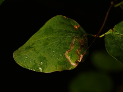 Aulagromyza hendeliana