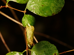 Phyllonorycter emberizaepenella