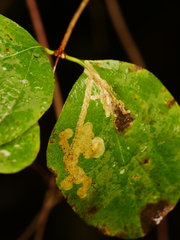 Phytomyza aprilina