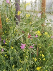 Misopates orontium