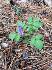 Solanum stoloniferum