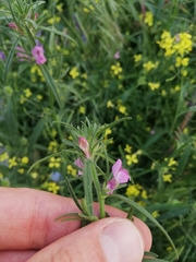 Misopates orontium