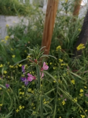 Misopates orontium