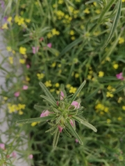 Misopates orontium