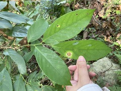Bridelia insulana