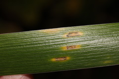 Puccinia iridis