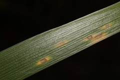 Puccinia iridis