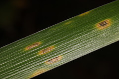 Puccinia iridis