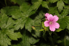 Geranium × oxonianum