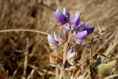 Lupinus formosus formosus