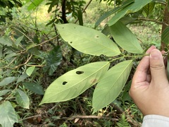 Bridelia insulana