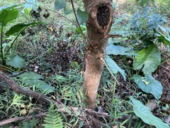 Bridelia insulana