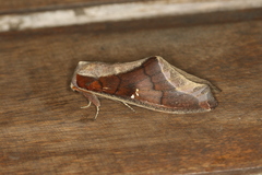 Colax apulus