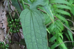 Smilax riparia