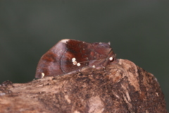 Hapigia curvilinea