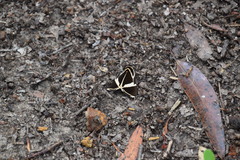 Fodina ostorius