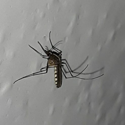Aedes atlanticus