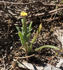 Podotheca angustifolia