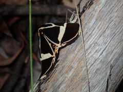 Fodina ostorius