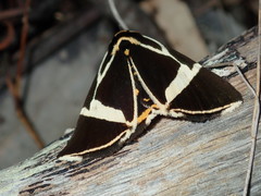 Fodina ostorius