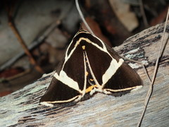 Fodina ostorius