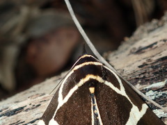Fodina ostorius