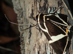 Fodina ostorius