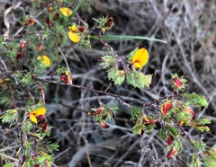 Pultenaea tenuifolia