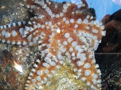 Meyenaster gelatinosus