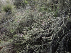 Junellia seriphioides