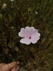 Malva hispanica