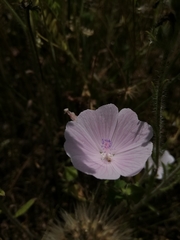 Malva hispanica