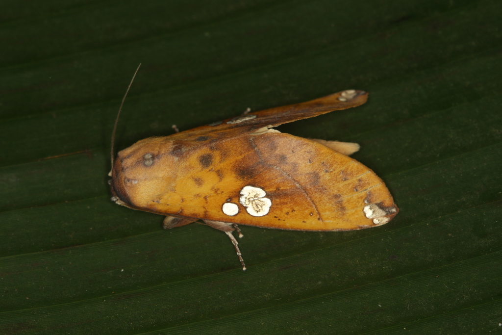 Hapigia plateada