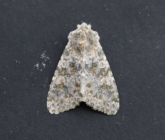 Polymixis rufocincta