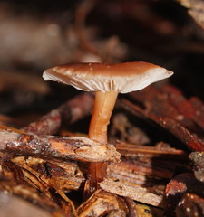 Laccaria masoniae