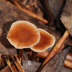 Laccaria masoniae