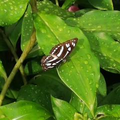 Phaedyma columella singa