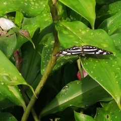 Phaedyma columella singa