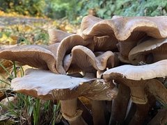 Armillaria