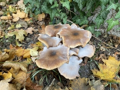 Armillaria