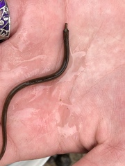 Nerophis lumbriciformis